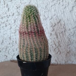 Rainbow Cactus 2 Inch Pot #4